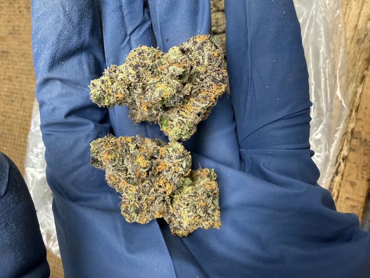 Papaya Bomb Flower